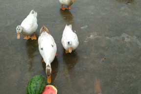 娱乐吃瓜鸭图片,揭秘娱乐圈那些不为人知的幕后故事