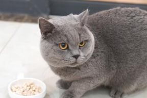 蓝猫娱乐圈吃瓜,揭秘明星幕后吃瓜大揭秘