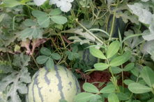 六月娱乐吃瓜季,年度吃瓜季大揭秘