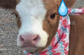 娱乐吃瓜酱鸭鸭,揭秘娱乐圈那些鲜为人知的幕后故事